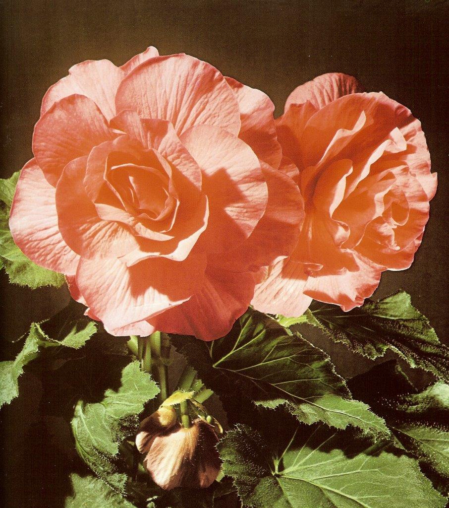 B. ‘Rhapsody’